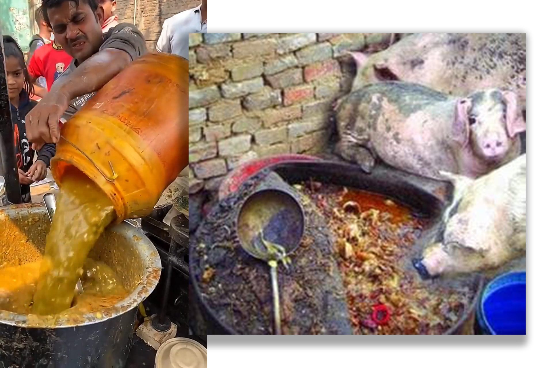 Indian food vs Pig food